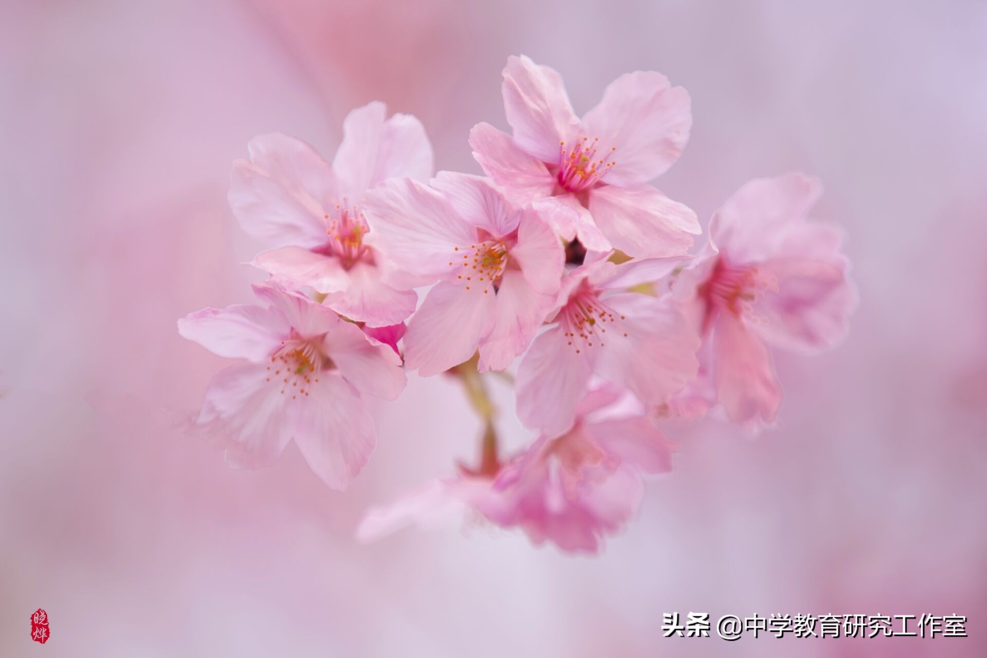 春天樱花烂漫，整理十首赞美樱花的诗，分享给朋友们！