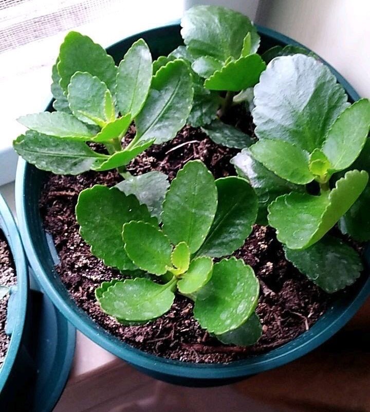 花土里的小飞虫怎么彻底清除（1个不用喷药的简单方法）