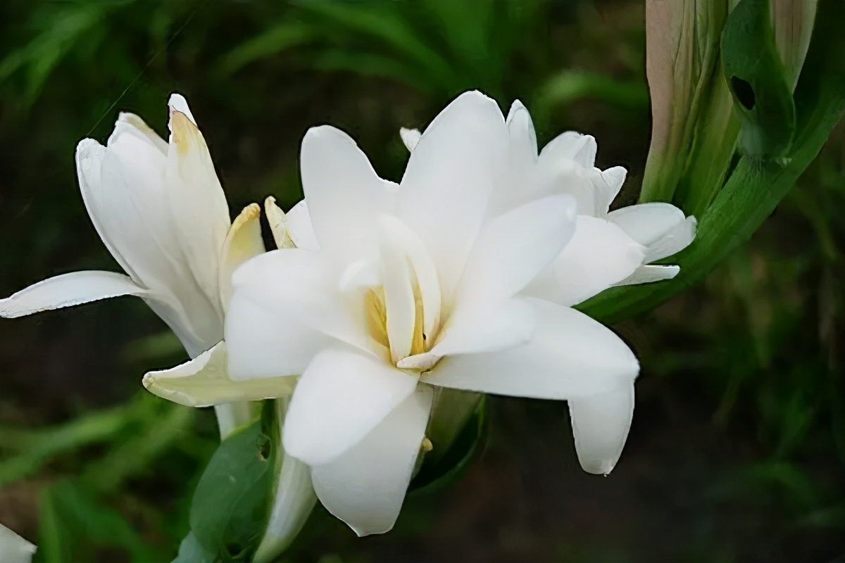 这7种白色鲜花,仙气飘飘,承包了夏日一半的温柔