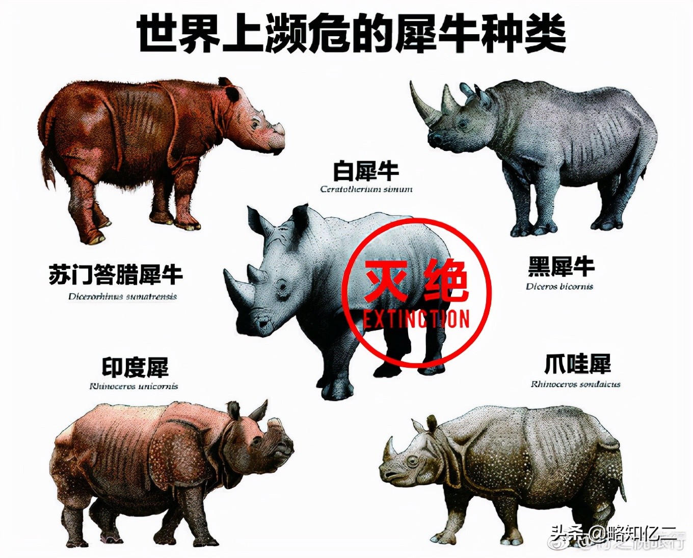 非洲动物图鉴：一起认识那些潇洒自由的灵魂
