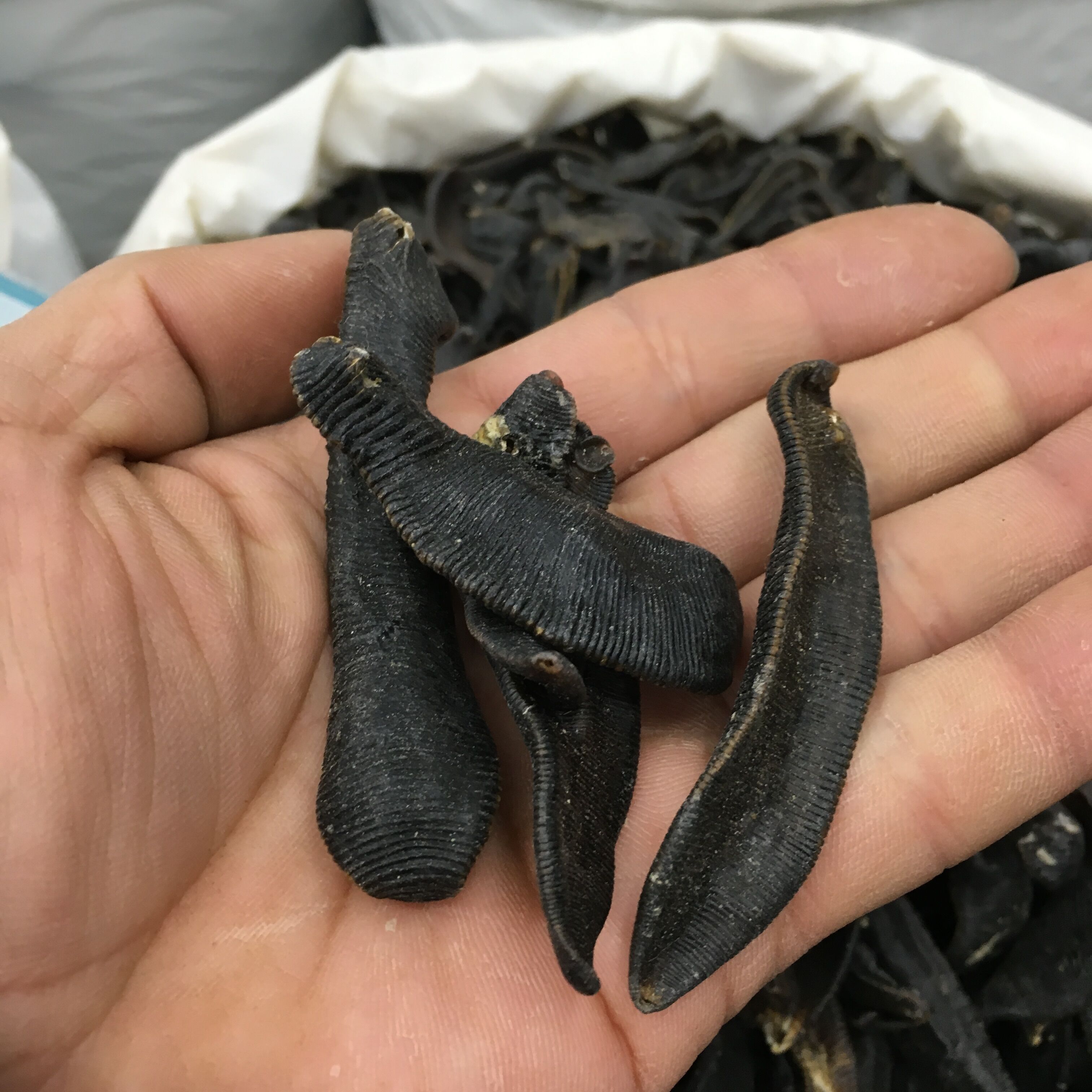 水蛭的药用价值 长期吃水蛭能打通脑梗塞吗-百科叔叔