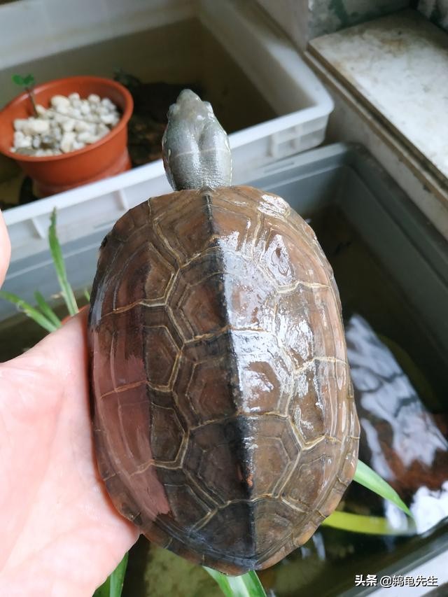 巴西龟白眼病了怎么办？鸫龟先生详解巴西龟白眼病原因及治疗方法