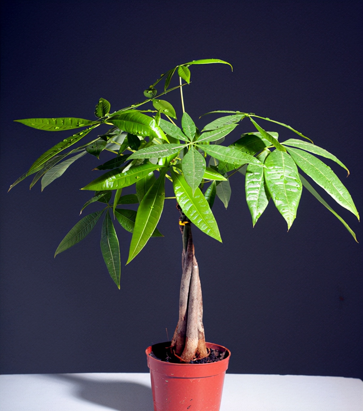 如何区分发财树和招财树,油苁蓉与肉苁蓉一样吗?