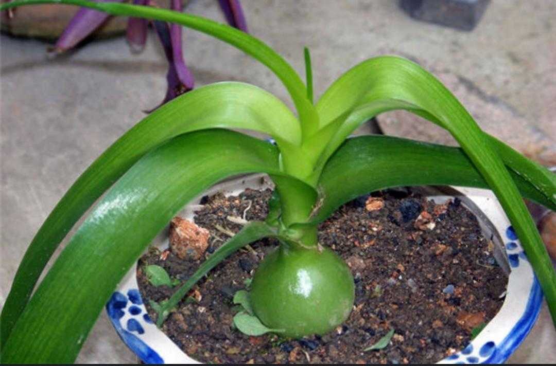 白花虎眼万年青(植物百科之万年青超详介绍)