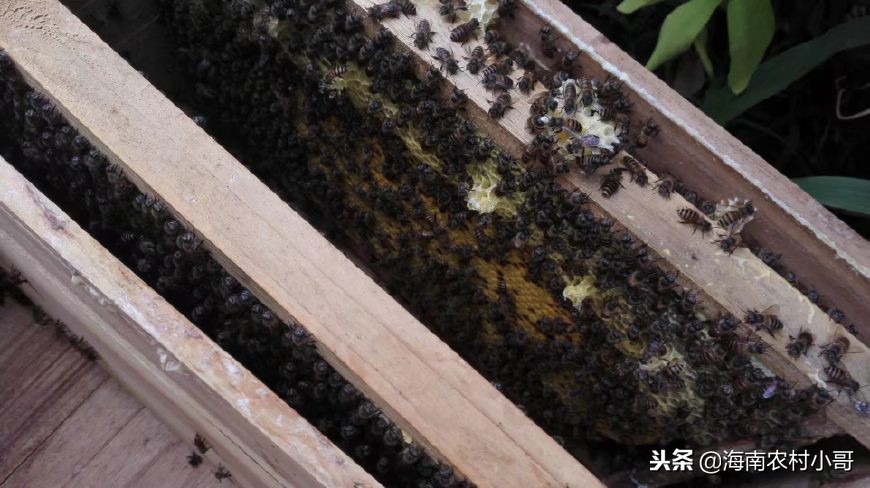 养殖中华蜜蜂最忌讳什么？