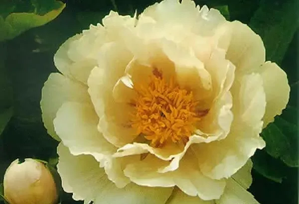100种名贵牡丹鉴赏 绘画好素材（报花名）