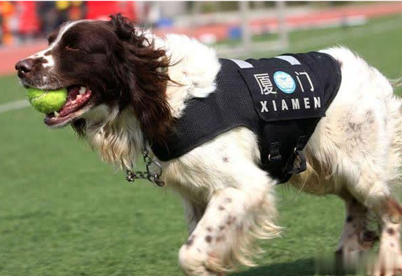这6种狗狗，都是中国现用的警犬，养一只不后悔