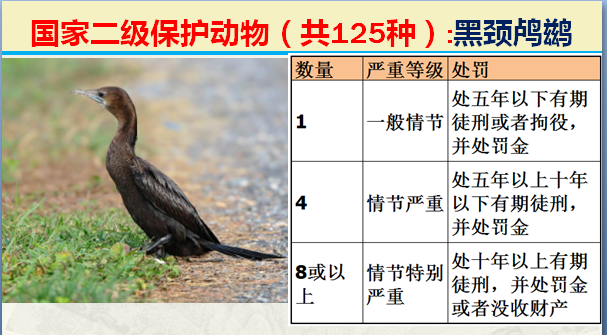 国家保护动物分几个等级（125类二级野生保护名录）