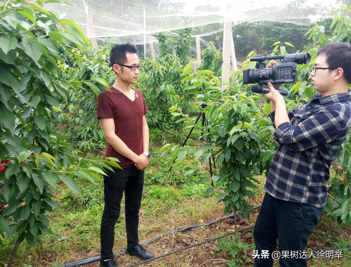 农科直播间(UFO指不明飞行物，在大樱桃上却是一种树形，你想学习并应用吗)