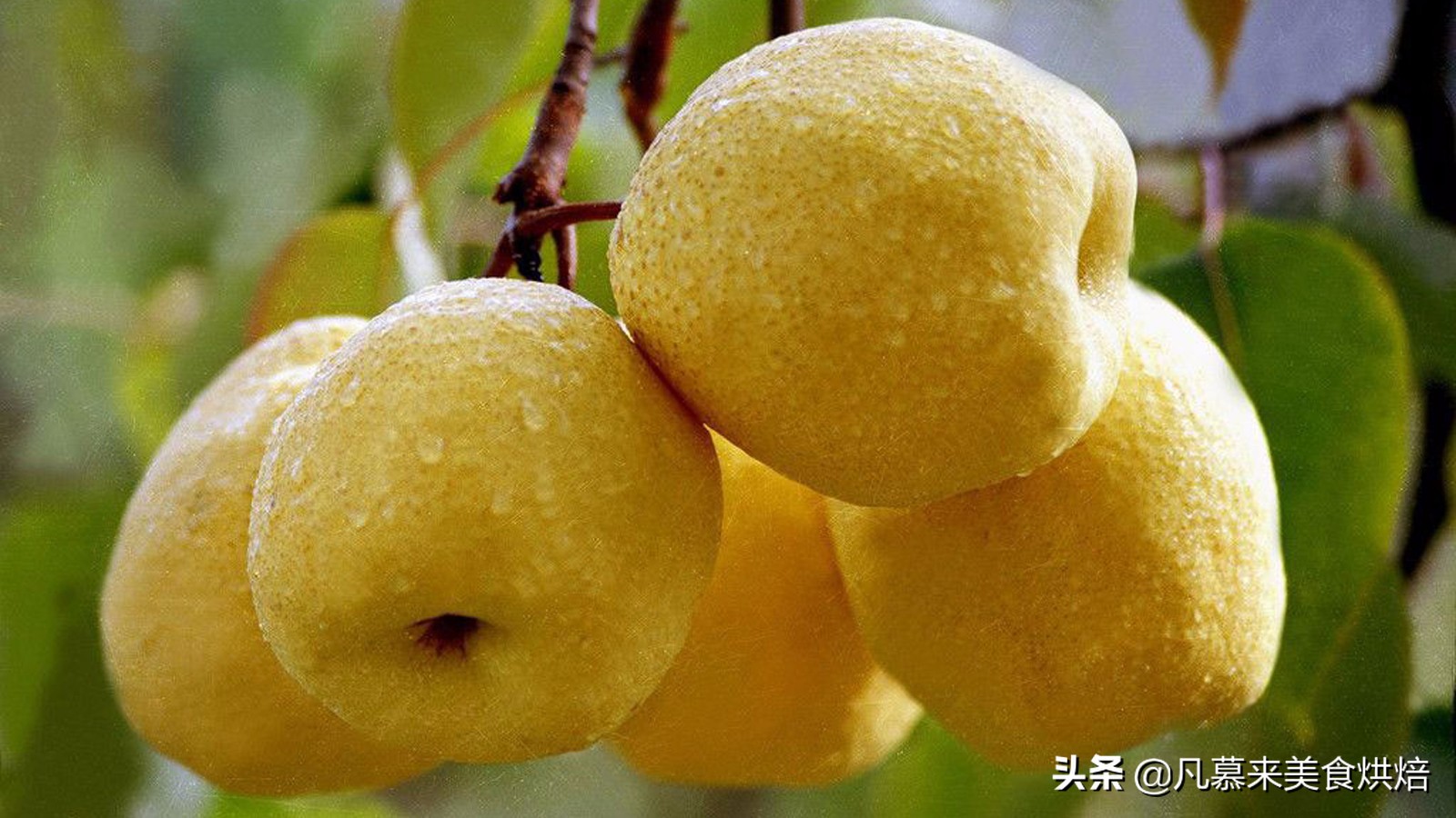 苹果梨图片（盘点全国最好吃的50种梨快收藏）
