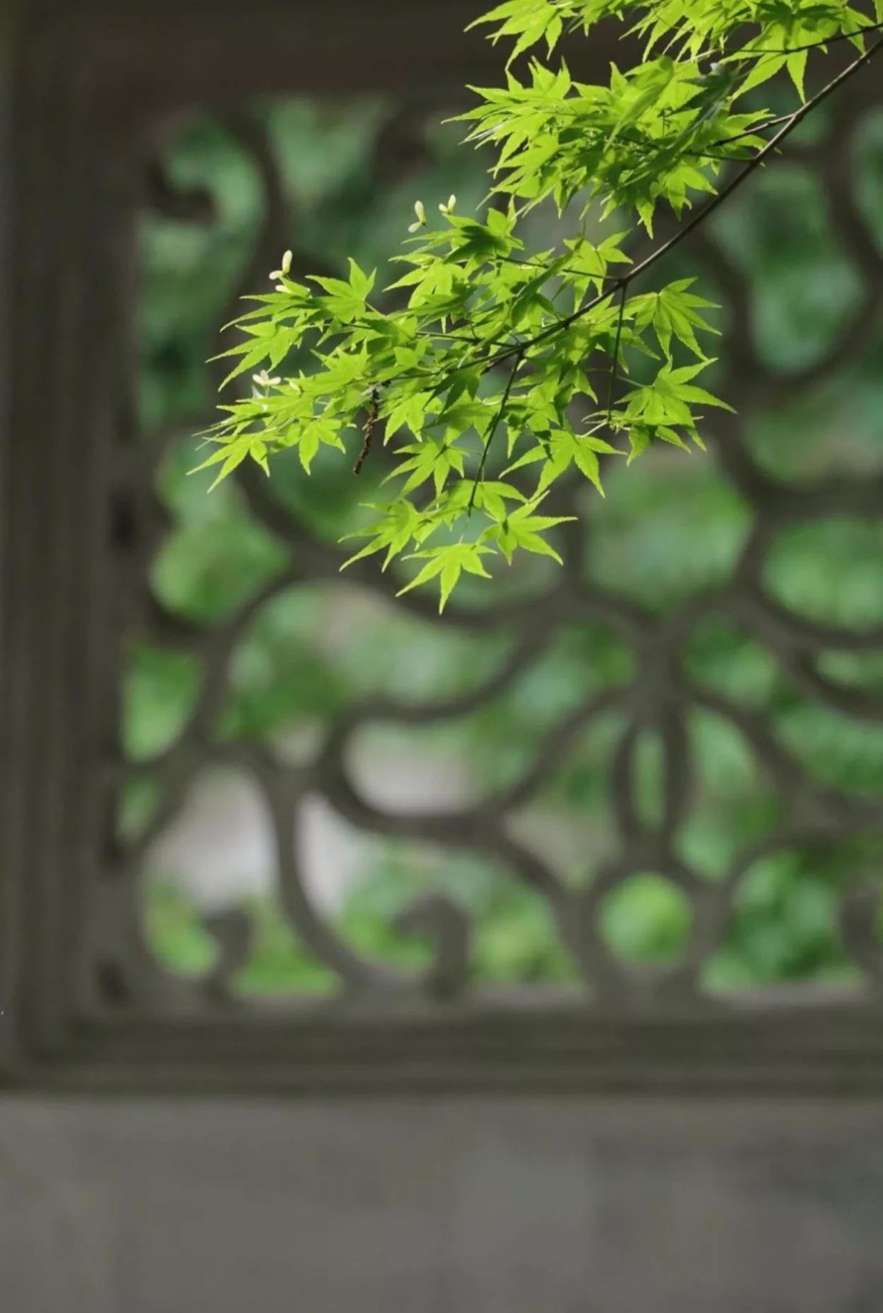 散文:人生,需要一份心境的超然