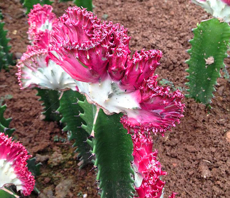 嫁接的彩春峰砧木一般为霸王鞭,霸王鞭本身对土壤的