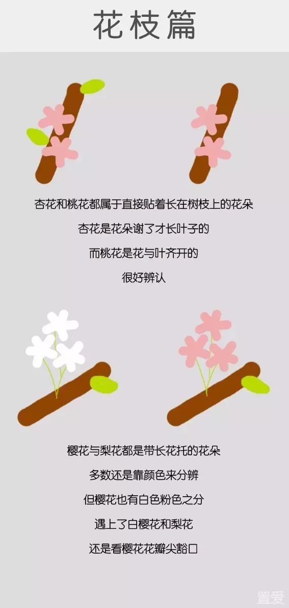 白居易都分不清的花，你能分清吗？