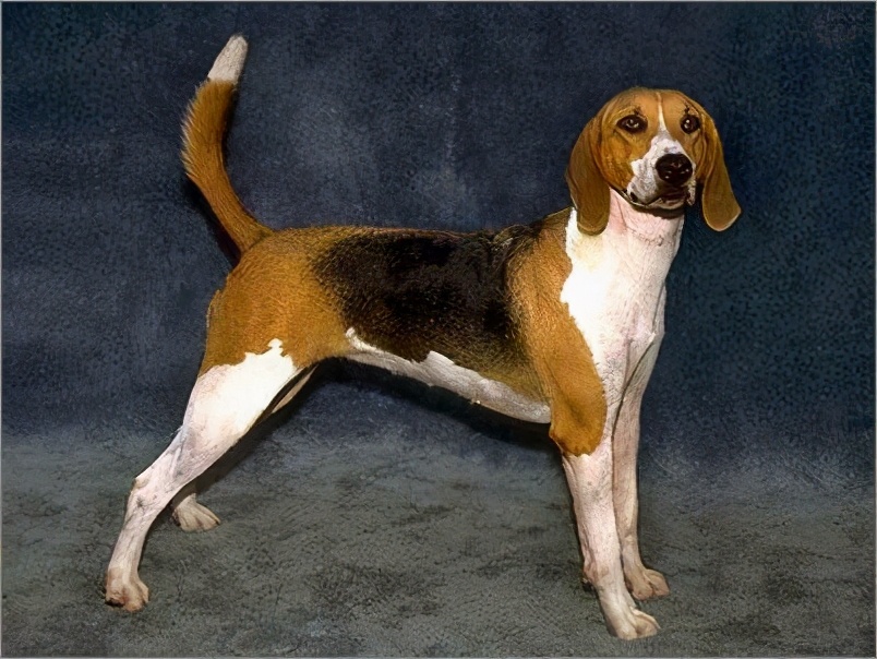 比格犬和哈利犬