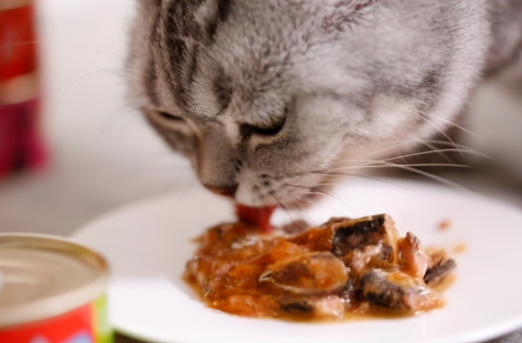 饲养猫咪的5大禁忌,为了猫咪的健康,请主人花三分钟看完