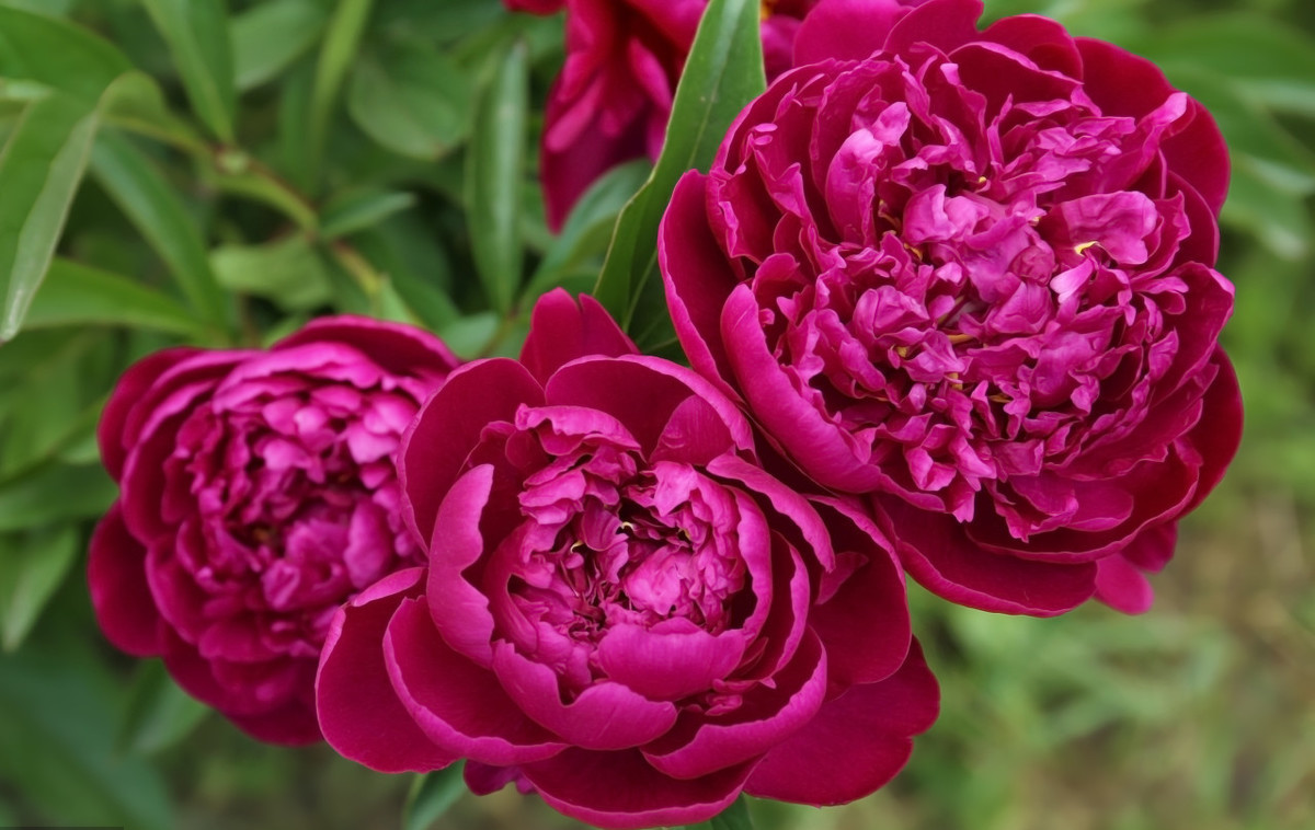 芍药花马上要开了,如何才能养出好看的芍药?