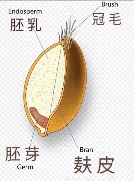 干货丨由小麦来了解日本粉、法国粉、德国粉的区别