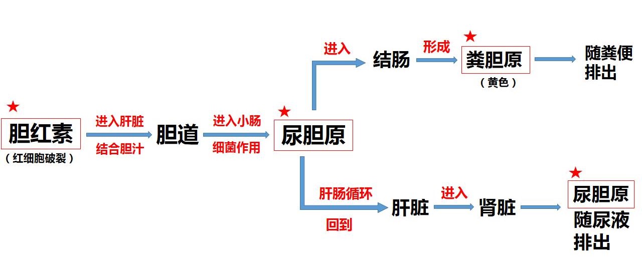 晨起尿液發黃,檢查尿膽紅素高,是不是肝炎的表現?會影響入職嗎