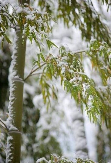 「诗词鉴赏」古诗词中的雪竹，不负岁寒心！