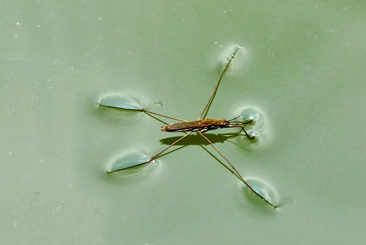 长得像蚊子,经常会在水面"溜冰",被称卖香油的,它是什么虫?