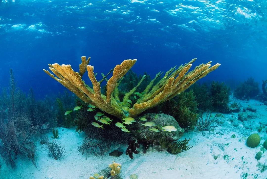 珊瑚是不是生物,珊瑚是不是生物?为什么?
