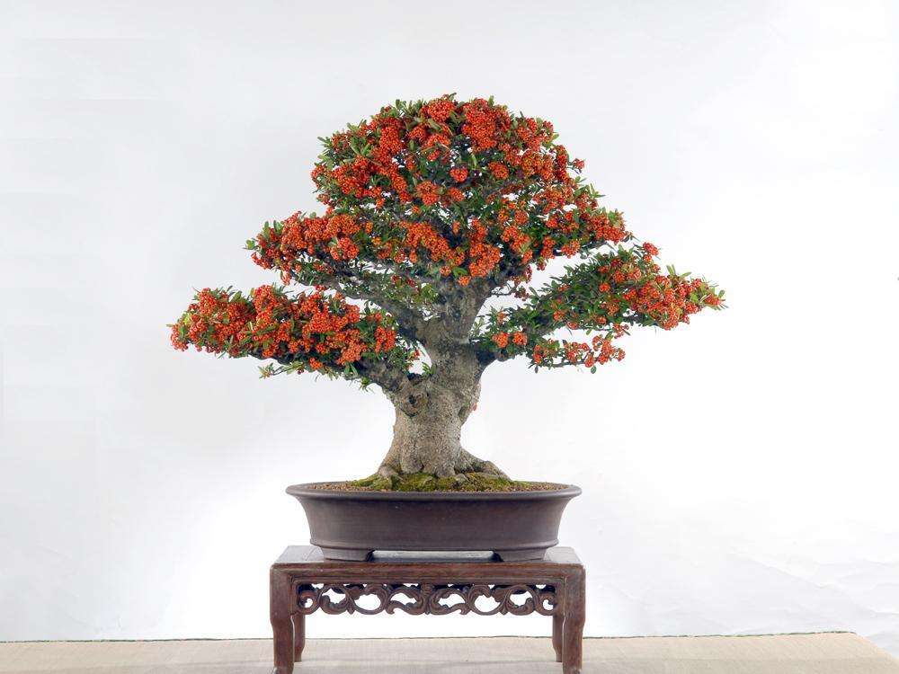 火棘盆景养殖方法(火棘盆景养殖方法施肥)