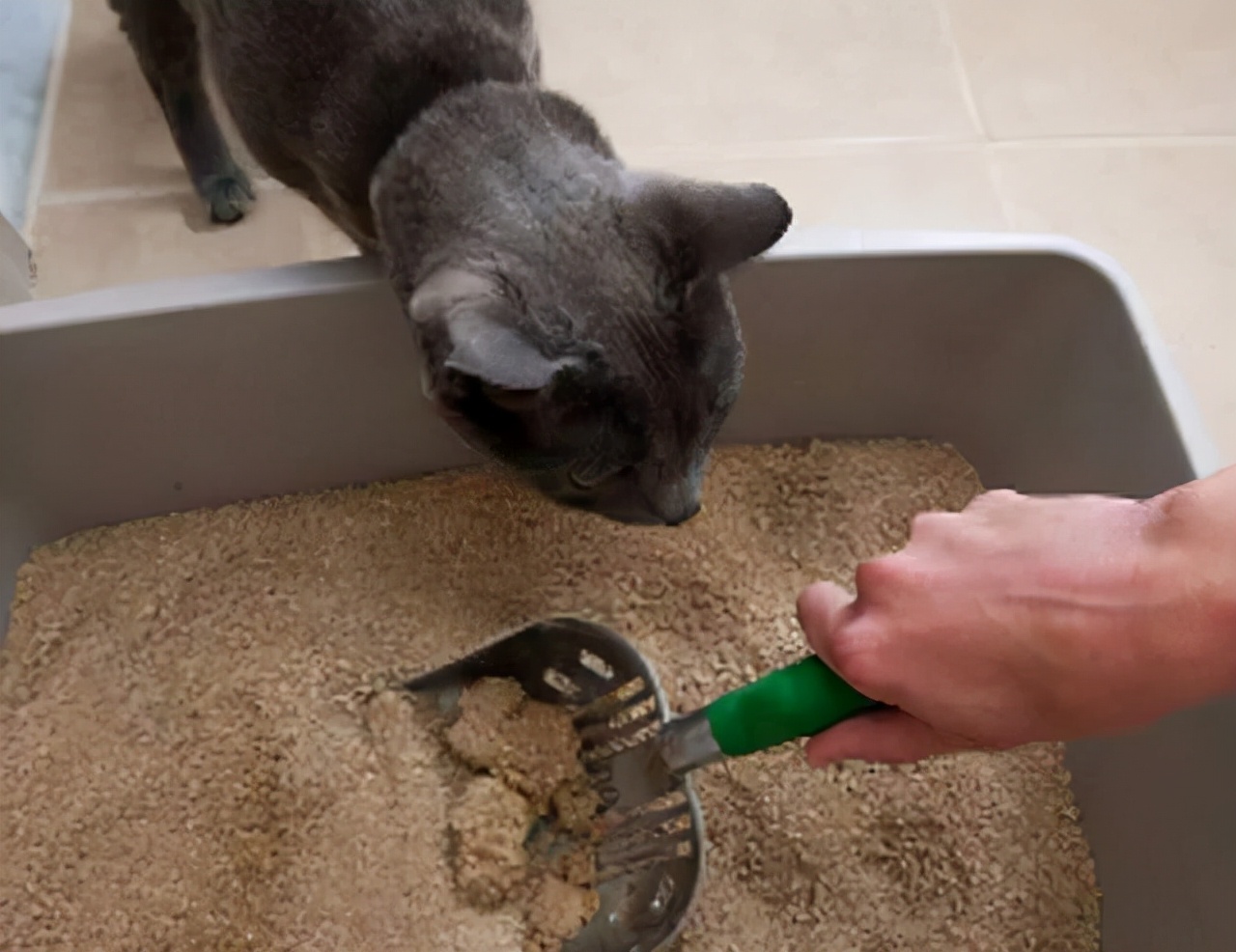 猫咪拉稀怎么办？