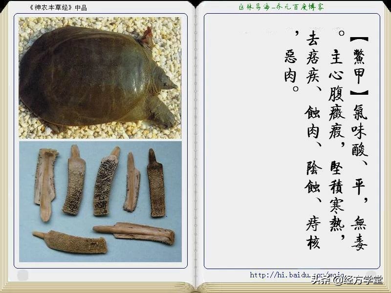 《神农本草经》全册图文解析 建议收藏