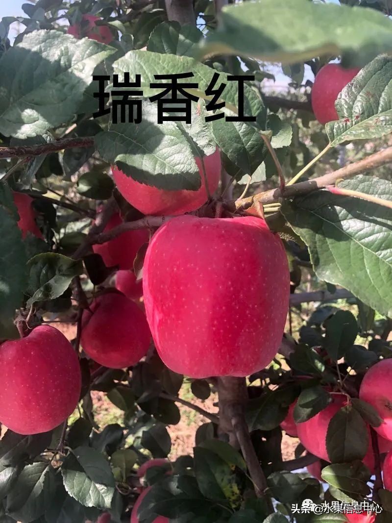 蘋果的產地,蘋果的產地主要在哪里