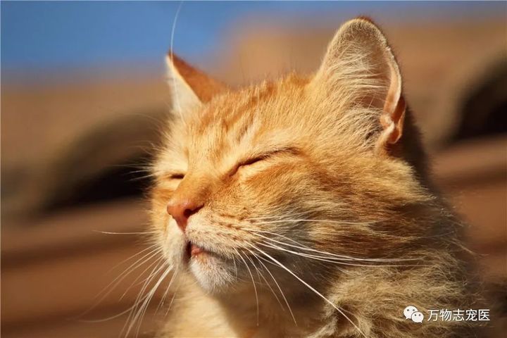 猫咪出现以下表现，八成是感染了寄生虫