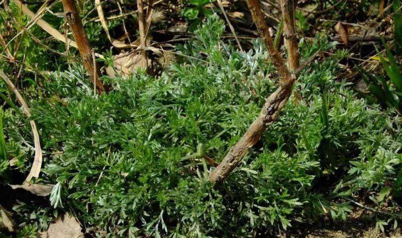 真正的艾草图片(茵陈) - 赤虎壹号