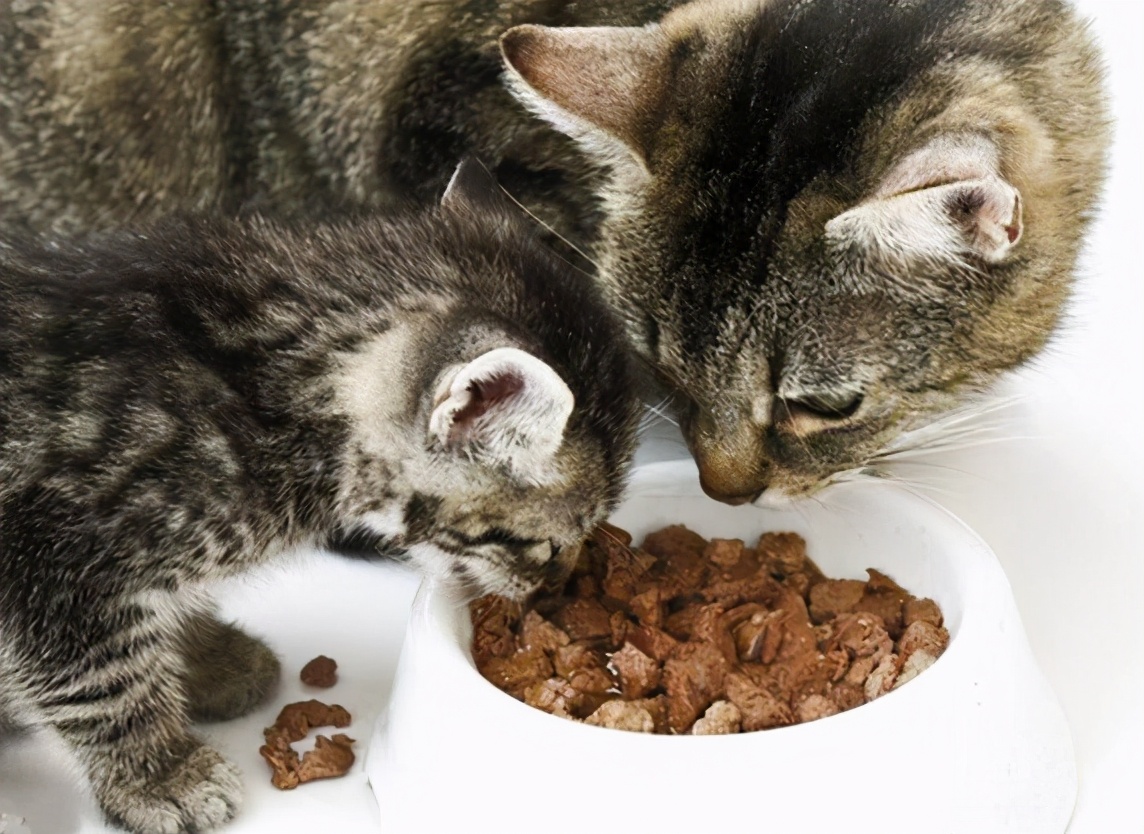 猫咪拉稀怎么解决？