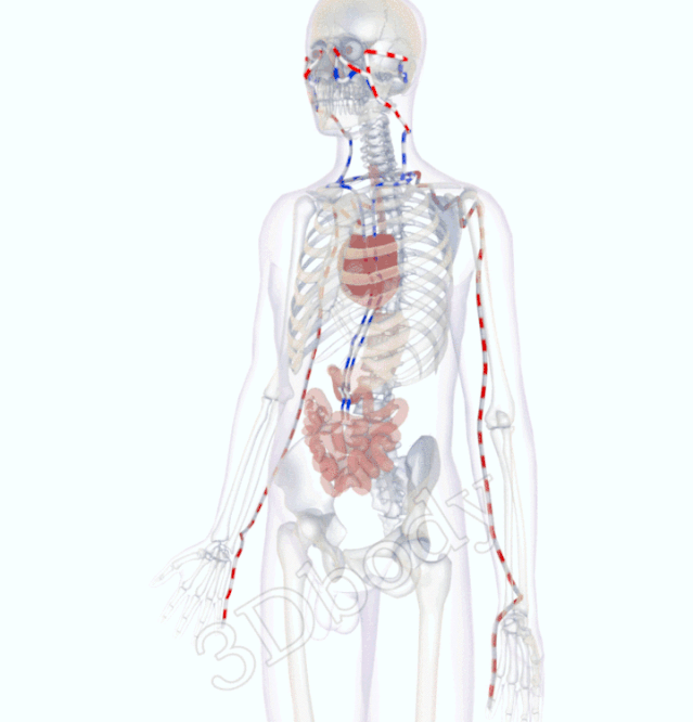 最新经络图，精美3D动态循行图，详细易懂
