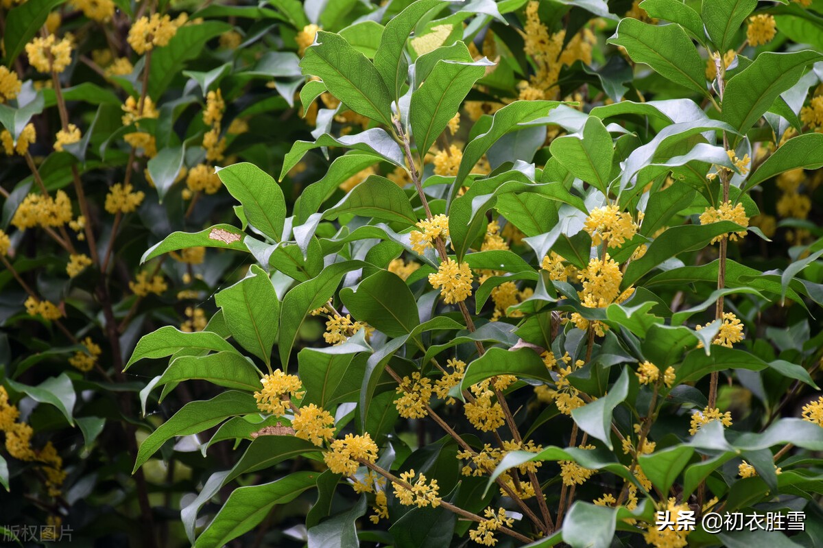 杨万里桂花诗七首：广寒香一点，吹得满山开，看看他诗里的桂花秋