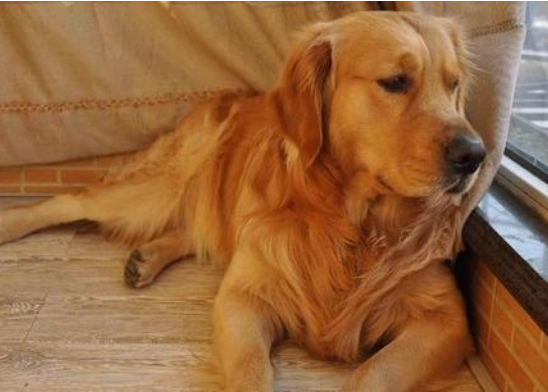 “恨”主人的狗狗，都有这几种表现，希望你家狗没有