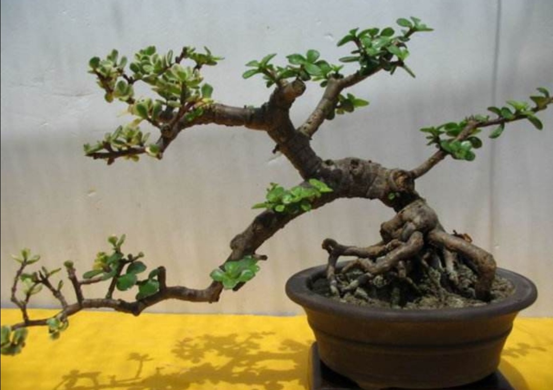 把金枝玉叶养成盆景,记住5个养护技巧,长得粗壮快速成型