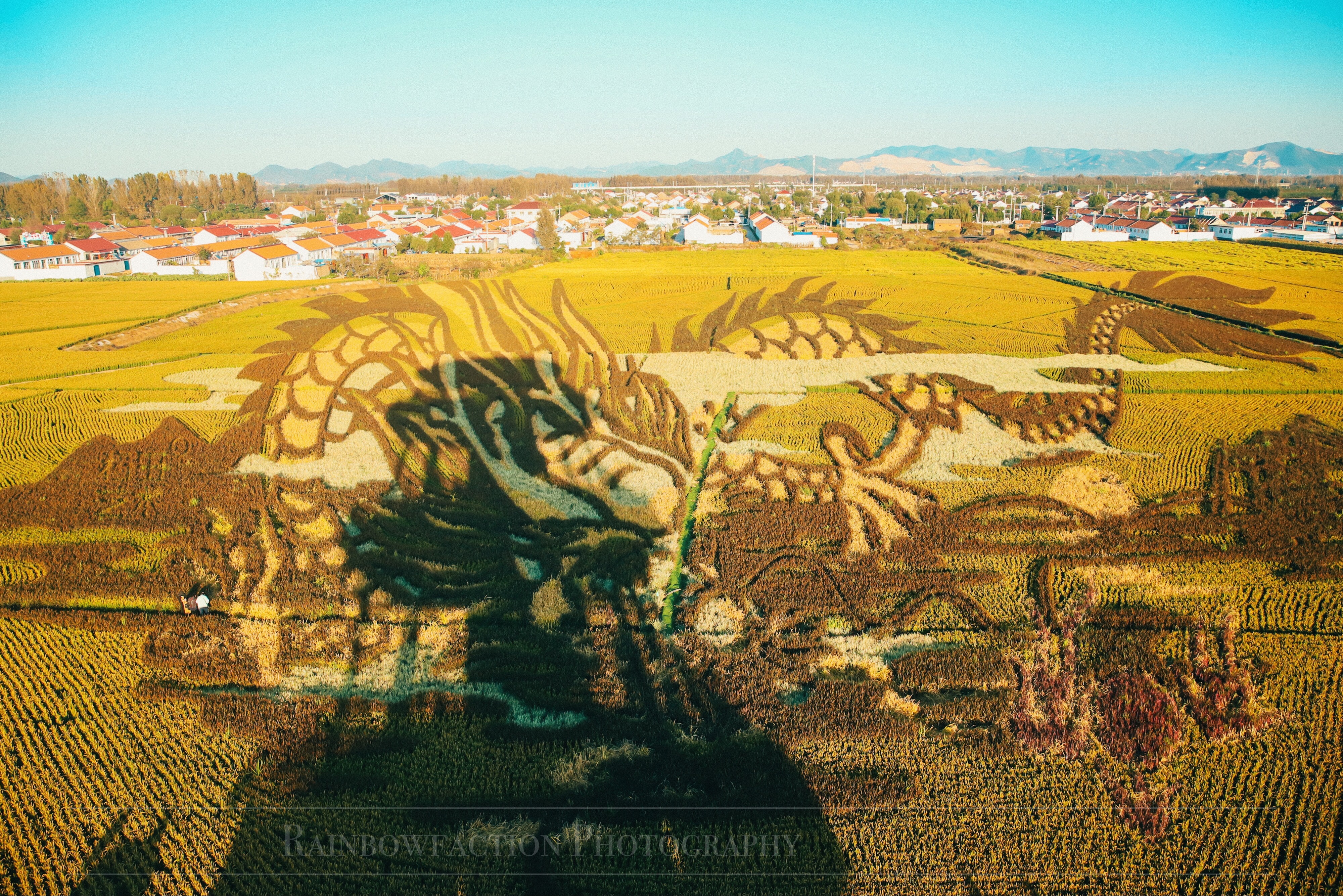 北京出发2小时，超美稻田免费玩～再不去后悔一年