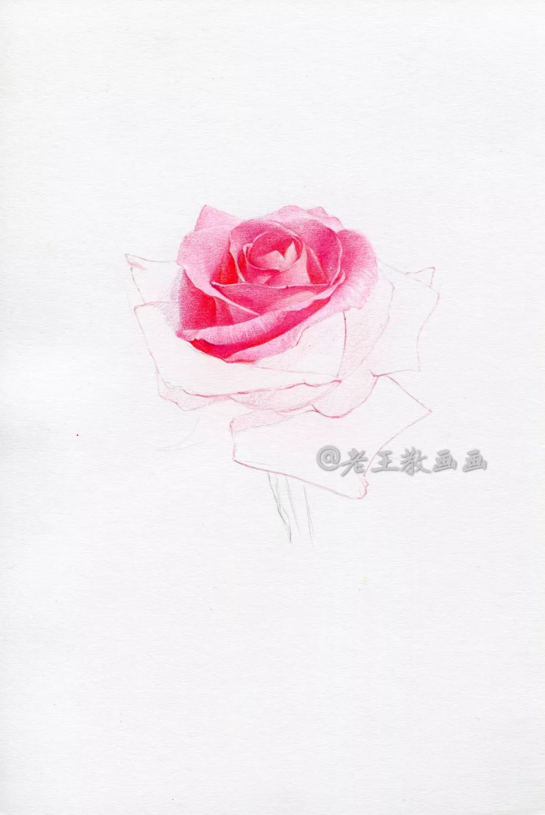 复杂玫瑰花的画法图片