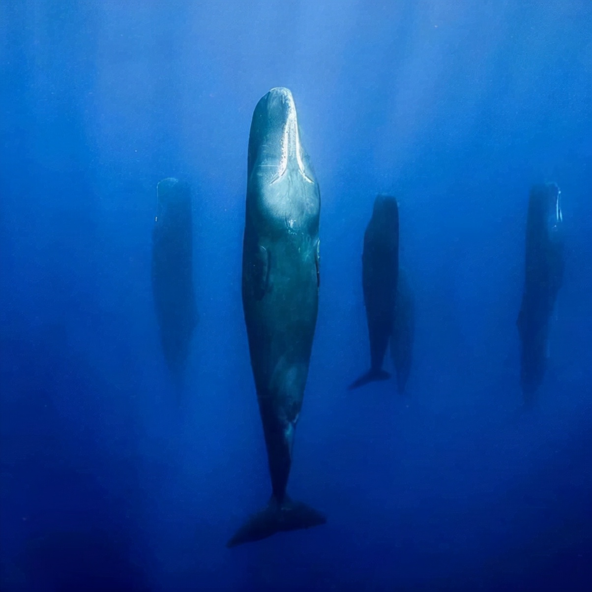 为什么现在的鲸鱼可以长到这么巨大,要知道最大的蓝鲸可以达到200吨