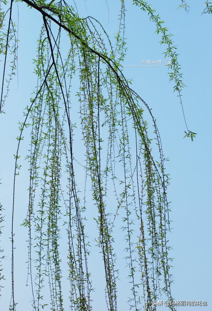 柳树什么时候发芽（山东柳树什么时候发芽）-第12张图片-巴山号