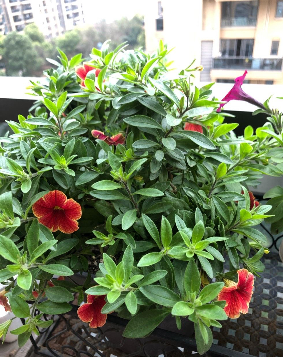 重瓣百万风铃怎么养不容易死「记得收藏」 -骁龙网