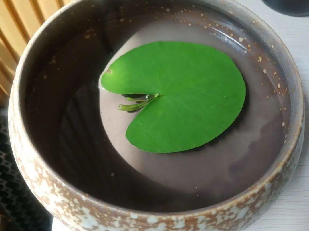 10种花太能喝水,一天一瓢水,7天爆满缸