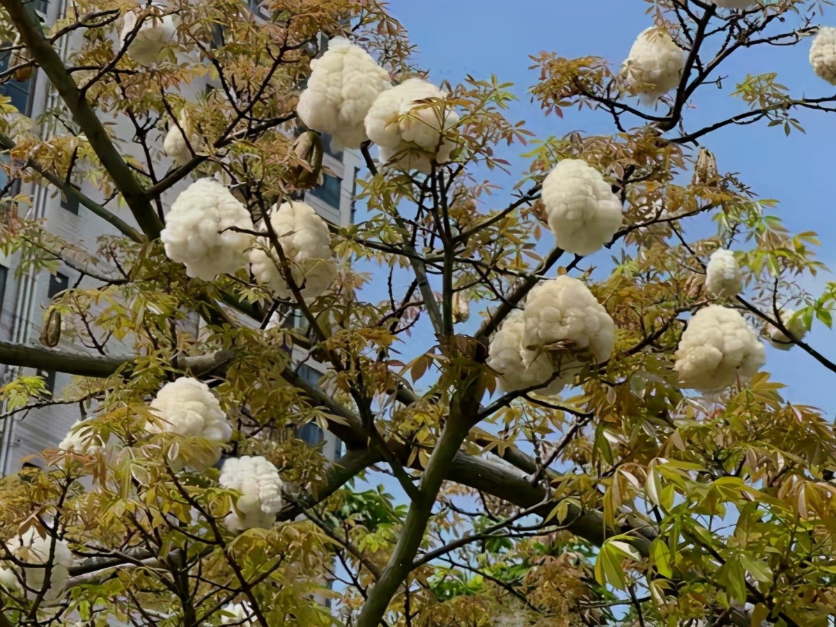 有种树叫“美人树”，开花美过“樱花”长在路边无人识