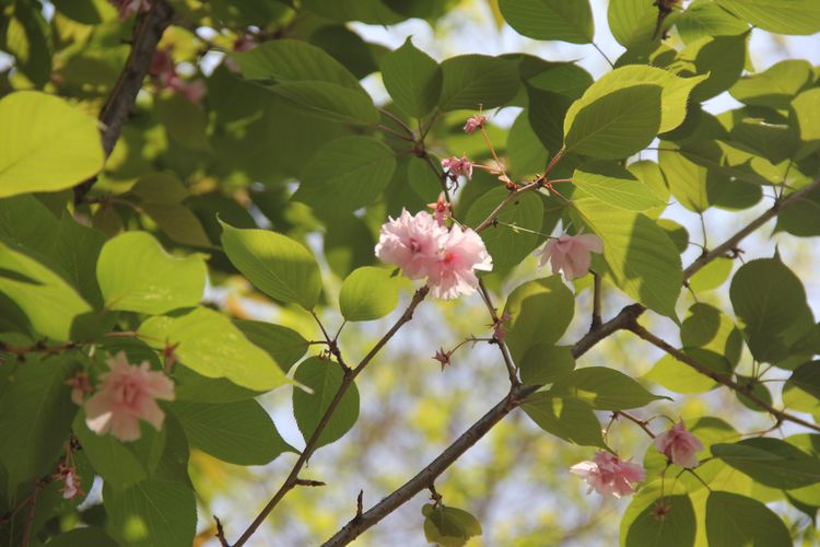 开发区实验学校：美矣美矣，开实芬芳“桃李”