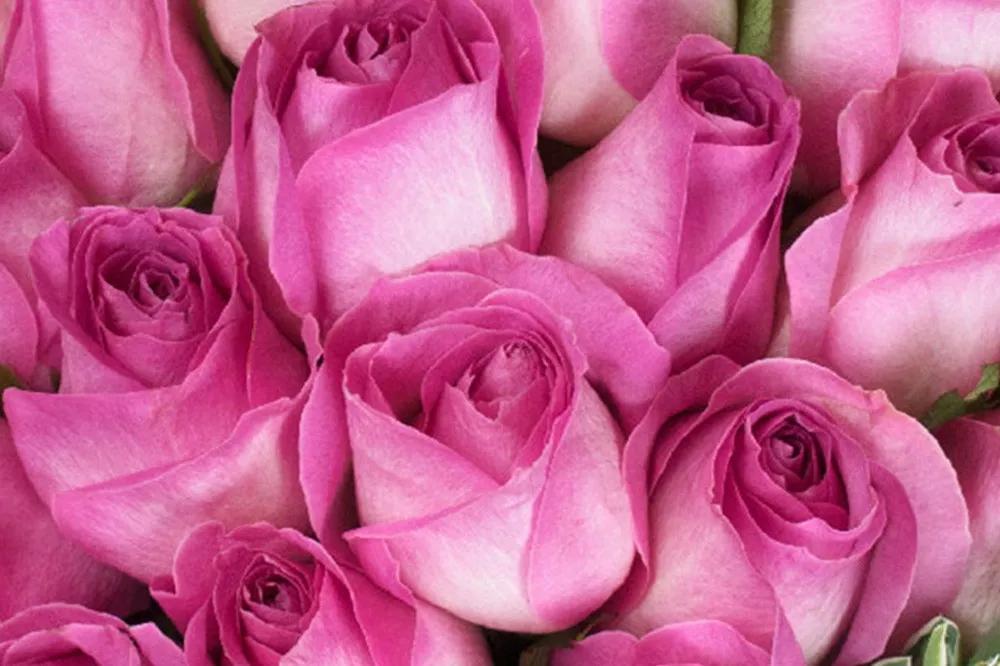 红袖玫瑰花语(一文了解红袖玫瑰代表的含义)