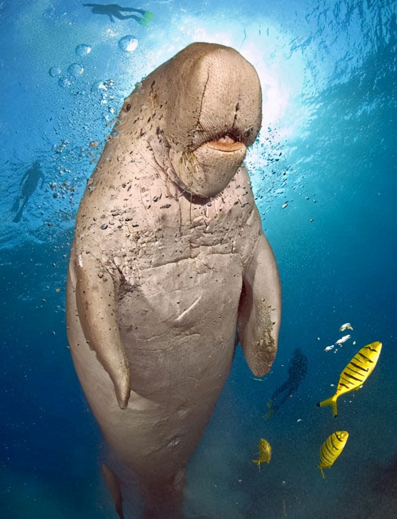 儒艮为什么叫美人鱼 美人鱼其实就是儒艮-文化号