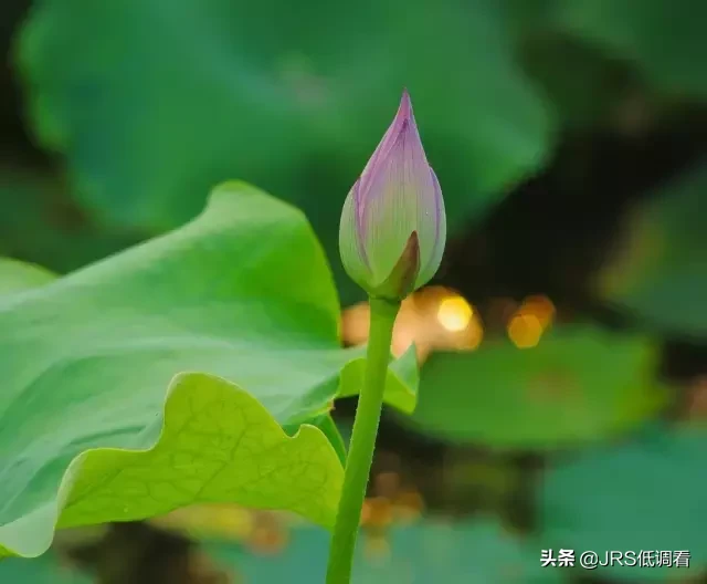 立夏:梅子金黄  杏子肥，麦花雪白 菜花稀