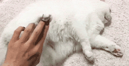 貓咪為啥會揍我？是我做錯了什么嗎？