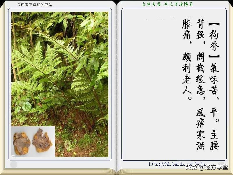 《神农本草经》全册图文解析 建议收藏