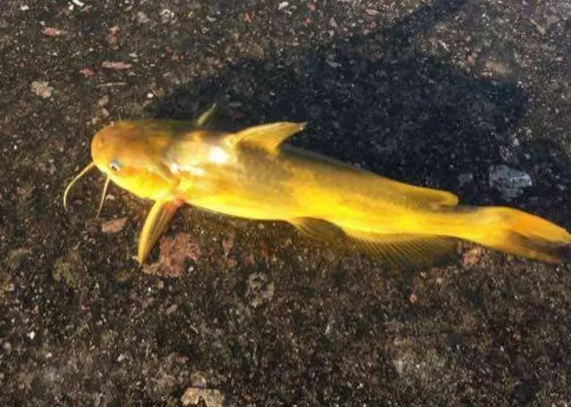 长须黄颡鱼图片